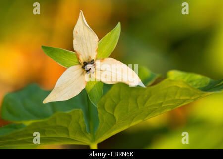 stinkende Benjamin, krank-Duft Trillium (Trillium Erectum), blühen, Tennessee, USA, Great Smoky Mountains National Park Stockfoto