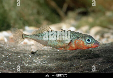 praktisch Dreistachliger Stichling (Gasterosteus Aculeatus), Männlich, Deutschland Stockfoto