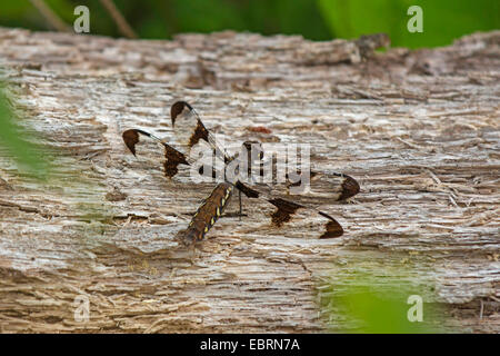 Zwölf entdeckt Skimmer (Libellula Pulchella), weibliche auf abgestorbenem Holz, Tennessee, USA, Great Smoky Mountains National Park Stockfoto