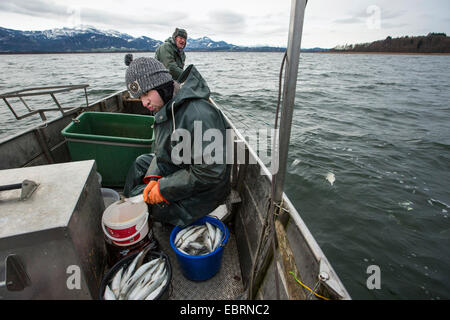 Felchen, See Felchen (Coregonus spec.), Fischer fangen Fische und schlagen sie sie deaktiviert ist, Deutschland, Bayern, See Chiemsee Stockfoto