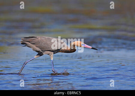 Rötliche Silberreiher (Egretta saniert), sieht für die Fische im flachen Wasser, USA, Florida, Sanibel Island Stockfoto