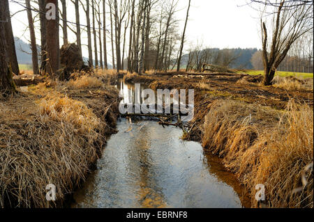 Eurasische Biber, europäische Biber (Castor Fiber), beaver dam, Deusmauer Moor, Oberpfalz, Bayern, Deutschland Stockfoto