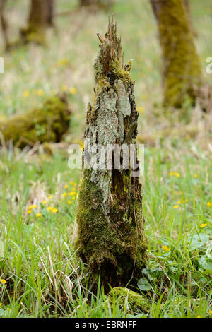 bemooste Baum Haken in Deusmauer Moor, Oberpfalz, Bayern, Deutschland Stockfoto