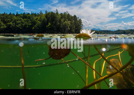 Weiße Seerose, weiße Teich Lily (Nymphaea Alba), blühen an einem See, split level Bild, Deutschland, Bayern, Langbuergener siehe Stockfoto