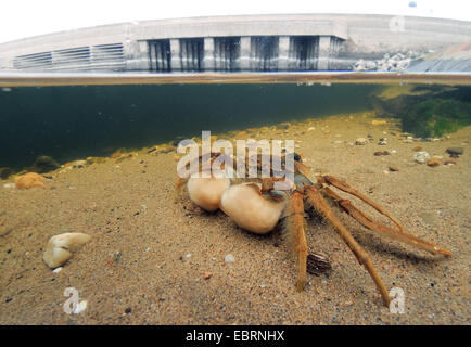 Chinesische Fäustling Krabbe (Eriocheir Sinensis), am Ufer des Rheins, Deutschland, Nordrhein-Westfalen, Düsseldorf Stockfoto