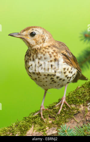 Singdrossel (Turdus Philomelos), auf einem bemoosten Ast, Deutschland, Nordrhein-Westfalen Stockfoto