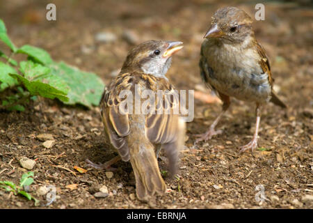 Haussperling (Passer Domesticus), juvenile betteln zu gefüttert werden, Deutschland, Nordrhein-Westfalen Stockfoto