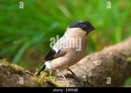 Gimpel, eurasische Gimpel, nördlichen Gimpel (Pyrrhula Pyrrhula), Weibchen auf einem Ast, Deutschland, Nordrhein-Westfalen Stockfoto
