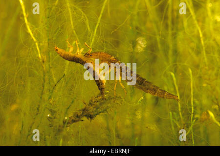 Scavenger Wasserkäfer, pflanzenfressenden Wasserkäfer (Hydrophilidae), Larve ernährt sich von Gefangenen Artgenosse Stockfoto