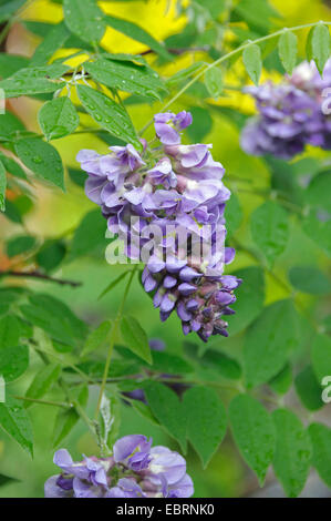 Amerikanische Wisteria (Wisteria Frutescens 'Amethyst Falls', Wisteria Frutescens Amethyst Falls), Sorte Amethyst Falls, Deutschland Stockfoto