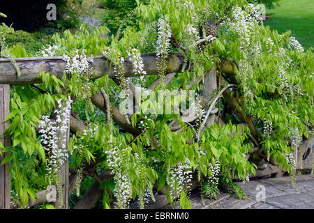 Japanische Wisteria (Wisteria Floribunda "Shiro-Noda", Wisteria Floribunda Shiro-Noda, Wisteria Brachybotrys), Sorte Shiro-noda Stockfoto