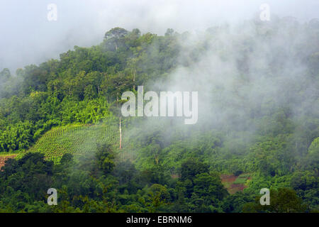 Entwaldung, Thailand, Elephant Nature Park, Chiang Mai Stockfoto