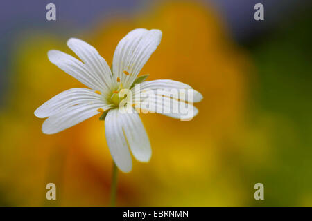 Easterbell Hahnenfußgewächse, größere Stitchwort (Stellaria Holostea), Blume, Deutschland, Nordrhein-Westfalen Stockfoto