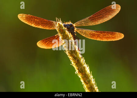 Schwarzflügel gebändert, gebändert Agrios, Gebänderten Prachtlibelle (Calopteryx Splendens, Agrios Splendens), sitzt auf einem Rasen Ohr bei Gegenlicht, Deutschland Stockfoto