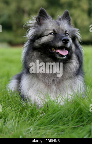 Keeshond (Canis Lupus F. Familiaris), liegend auf einer Wiese, Deutschland Stockfoto