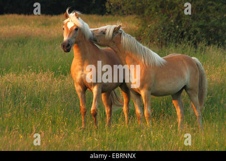 Haflinger-Pferd (Equus Przewalskii F. Caballus), zwei Pferde Staning in Wiese am Morgen, Deutschland, Nordrhein-Westfalen, Niederrhein Stockfoto