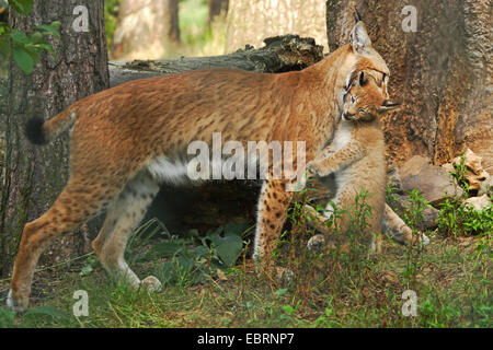 Eurasischer Luchs (Lynx Lynx), tragen eine Kätzchen, Deutschland Stockfoto