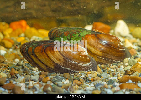 angeschwollenen Fluss Muschel (Unio Tumidus), zwei Muscheln auf dem Boden, Deutschland Stockfoto