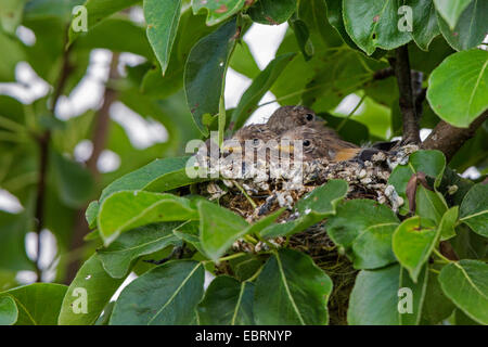 Eurasische Stieglitz (Zuchtjahr Zuchtjahr), vollwertige Quietscher in ihrem Nest, Deutschland, Bayern Stockfoto