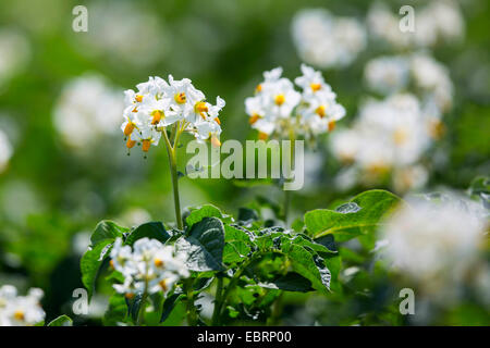 Kartoffel (Solanum Tuberosum), blühende Kartoffelpflanze in Sonnenschein, Deutschland, Bayern Stockfoto