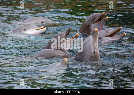 Bottlenosed Delphin, gemeiner Flasche – Nosed Delfin (Tursiops Truncatus), acht Delphine aus dem Wasser schauen Stockfoto