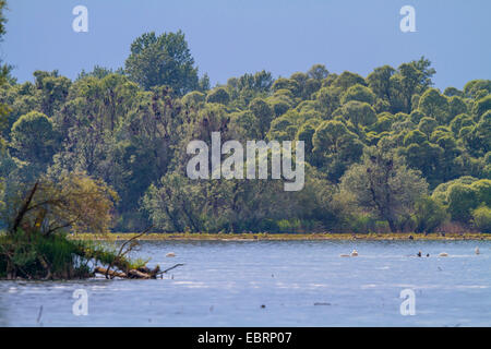 Kormoran (Phalacrocorax Carbo), Verschachtelung Kolonie in einem Überschwemmungsgebiet Wald, Deutschland, Bayern, Achendelta Stockfoto