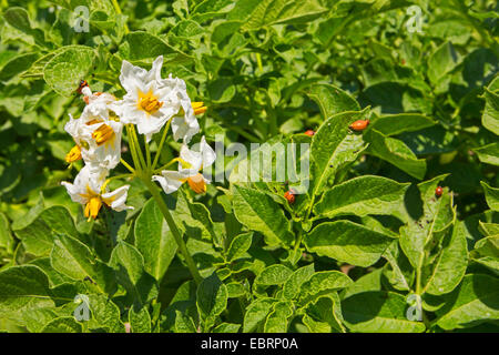 Kartoffelkäfer, Colorado-Käfer, Kartoffelkäfer (Leptinotarsa Decemlineata), Fütterung der Larven auf eine blühende Pflanze, Deutschland, Bayern Stockfoto