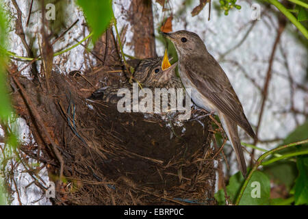 Spotted Flycatcher (Muscicapa Striata), nisten in eine alte Amsel Nest, RSS-Feeds fast flügge Quietscher, Deutschland, Bayern, Isental Stockfoto