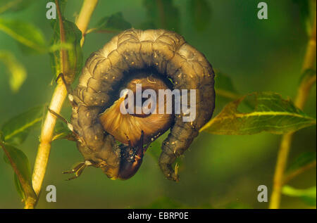 Mehr Silber Käfer, große schwarze Wasser Käfer, große silberne Wasserkäfer, Diving Wasserkäfer (Hydrophilus Piceus, wasserhaltigen Piceus), Larve ernährt sich große Ramshorn, Deutschland Stockfoto