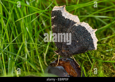 Camberwell Schönheit (Nymphalis Antiopa), ernährt sich von einer gefallenen und platzte Pflaume, Deutschland Stockfoto