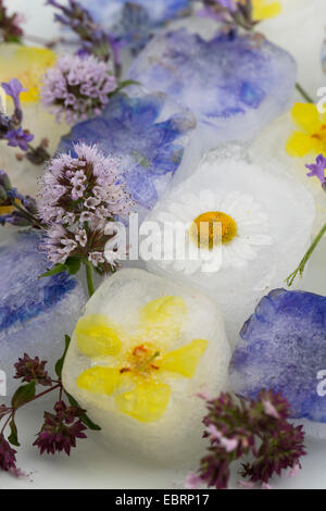 Blüten-Eiswürfel, gewürzt mit essbaren Blüten Stockfoto