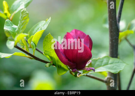 Untertasse Magnolie (Magnolia Soulangiana "Genie", Magnolia Soulangiana Genie, X soulangiana Magnolia, Magnolia X soulangeana, Magnolia Soulangeana), Sorte Genie, Deutschland Stockfoto