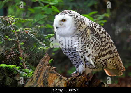 Schnee-Eule (Strix Scandiaca, Nyctea Scandiaca, Bubo Scandiacus), weibliche sitzen auf eine knorrige Eibe, Deutschland, Nordrhein-Westfalen Stockfoto