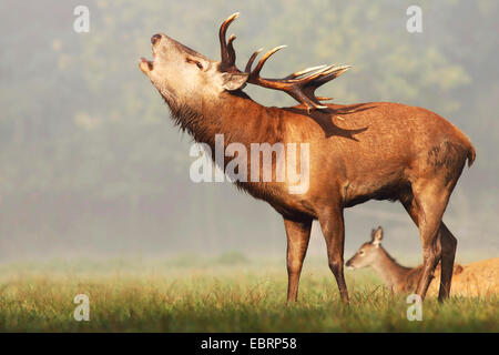 Rothirsch (Cervus Elaphus), brüllenden Hirsch, Deutschland, Nordrhein-Westfalen Stockfoto