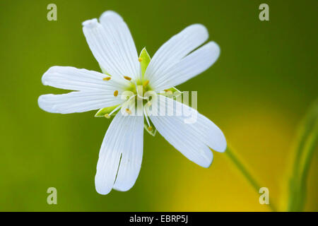 Easterbell Hahnenfußgewächse, größere Stitchwort (Stellaria Holostea), Blume, Deutschland Stockfoto