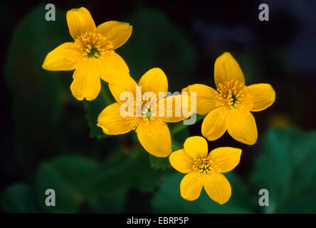 Marsh Marigold (Caltha Palustris), Blumen, Deutschland Stockfoto