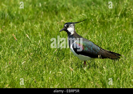 nördlichen Kiebitz (Vanellus Vanellus), auf der Feedn auf einer Wiese, Deutschland, Nordrhein-Westfalen Stockfoto