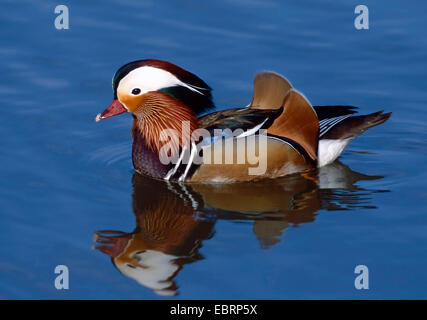Mandarinente (Aix Galericulata), Schwimmen, Männlich, Deutschland Stockfoto
