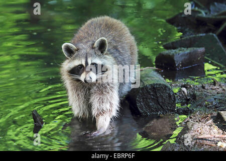 gemeinsamen Waschbär (Procyon Lotor), im Wasser am Rand eines Baches steht Deutschland, Nordrhein-Westfalen, Niederrhein Stockfoto