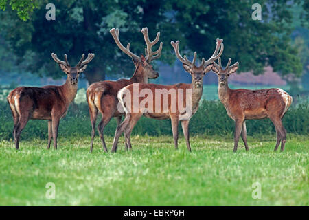 Rothirsch (Cervus Elaphus), vier rote Hirsche stehen zusammen auf einer Wiese, Deutschland, Nordrhein-Westfalen, Niederrhein Stockfoto