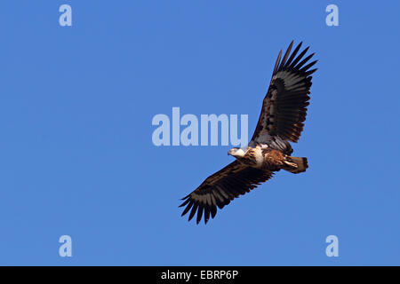 Afrikanische Fischadler (Haliaeetus Vocifer), juvenile fliegen, Südafrika, Krüger Nationalpark Stockfoto