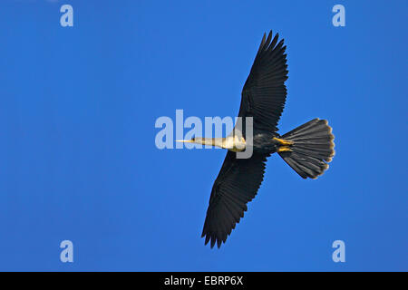 Amerikanische Darter (Anhinga Anhinga), weibliche im Flug, USA, Florida, South Venice Stockfoto