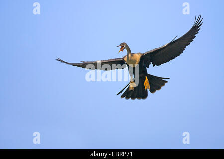 Amerikanische Darter (Anhinga Anhinga), weibliche im Flug, USA, Florida, South Venice Stockfoto