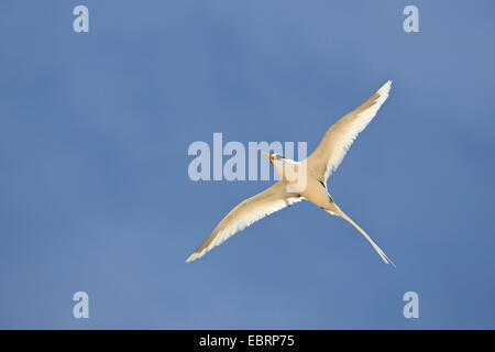 White-tailed tropische Vogel (Phaethon Lepturus), fliegen, Seychellen, Cousin Island Stockfoto