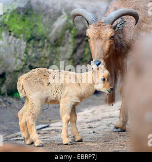 Mähnenspringer, Aoudad (Ammotragus Lervia), Mutter mit ihr Lamm Stockfoto