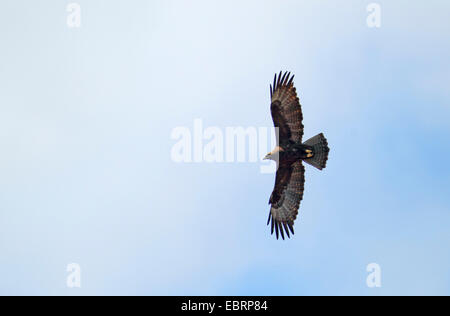 Wahlberg Adler (Hieraaetus Wahlbergi), fliegen, Südafrika, Kgaswane Mountain Reserve Stockfoto