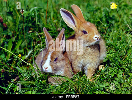 Zwerg Kaninchen (Oryctolagus Cuniculus F. Domestica), zwei Zwerg Kaninchen auf einer Wiese, Deutschland Stockfoto