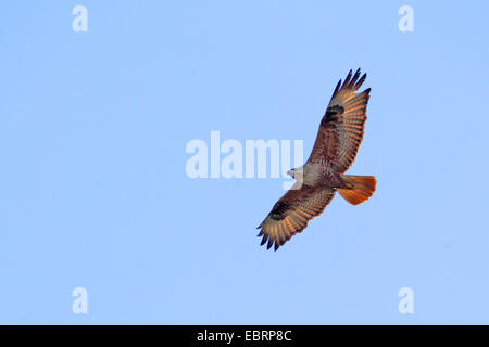 langbeinige Bussard (Buteo Rufinus), fliegen, Griechenland, Lesbos Stockfoto