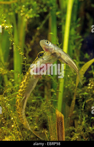 Hecht, Hecht (Esox Lucius), ernährt sich kleine Döbeln, Deutschland Stockfoto