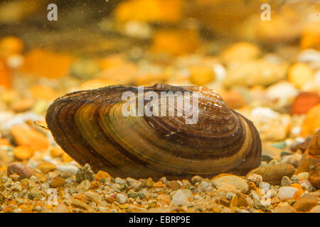 angeschwollenen Fluss Muschel (Unio Tumidus), auf dem Boden, Deutschland Stockfoto